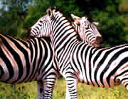 Zebra's