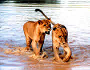 Lion's playing in the water