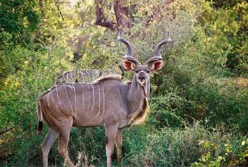 Kudu