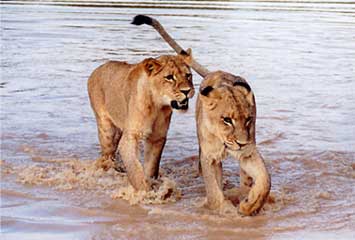 Lioness Pair