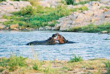 Hippos - Kruger National Park