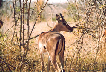 Impala