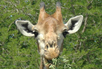 Khumbula Wildlife