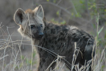 Khumbula Wildlife